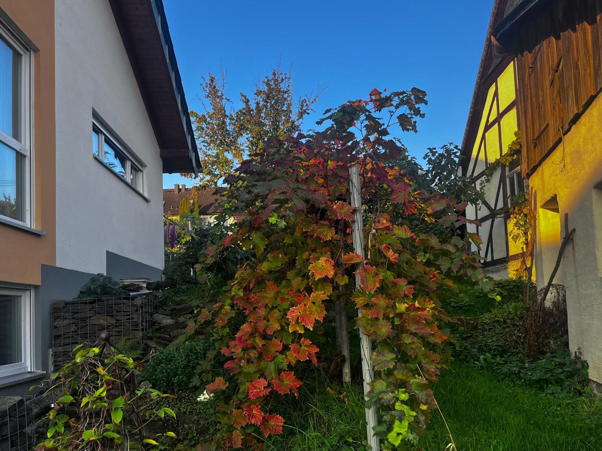 Kleine Auszeit - Ferienwohnung Heideberg - "Rhein" In Den Urlaub Bacharach Dış mekan fotoğraf